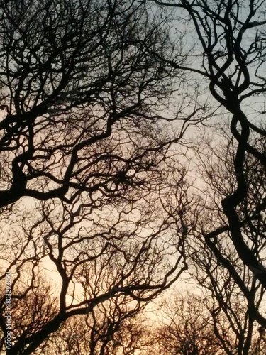 ramas y el cielo