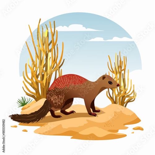 Vibrant vector illustration of a wild banded mongoose standing on a sandy hill in a scenic arid landscape