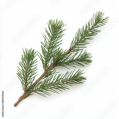 pine branch with cones