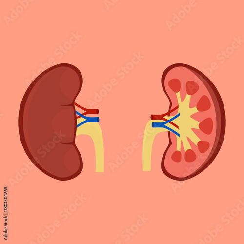 vector illustration of a human kidney anatomy