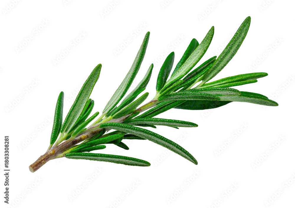 Fototapeta premium Rosemary sprig with narrow leaves, isolated on black