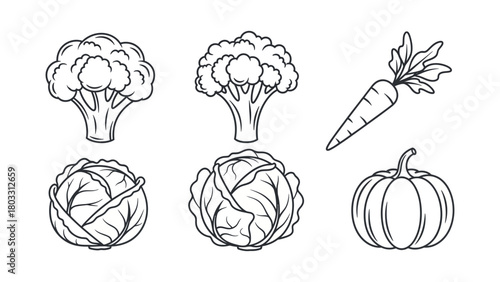 Vector Line Art Illustration of Fresh Vegetables Broccoli, Cabbage, Carrot, and Pumpkin