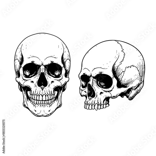 Vector Skull, Line Art Skull, Flat Design Skull, Geometric Skull, Vintage Illustration, Hand-Drawn Style, Adobe Illustrator, Editable Vector, Scalable Graphic, Death, Gothic, Macabre, Mortal, Anatomy,