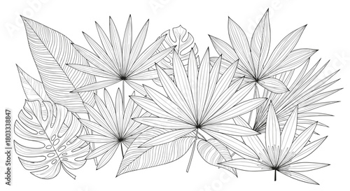 Intricate black and white line art illustration of diverse tropical leaves, such as fan palms and monstera, creating a lush botanical background.