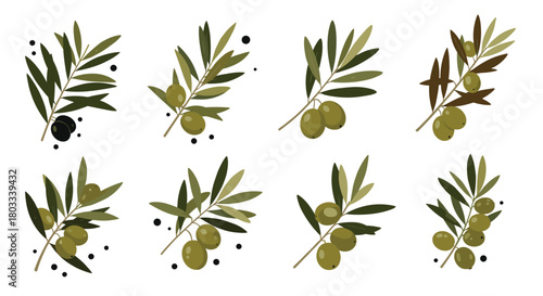 Various illustrations of olive branches adorned with green and black olives, perfect for Mediterranean-inspired designs.