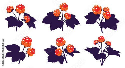 Illustrations of cloudberry plants, featuring ripe orange and red berries with deep purple leaves on a clean white background, ideal for botanical designs.