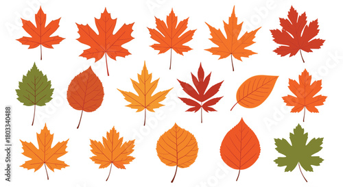 A vibrant collection of autumn leaves in various shapes and warm colors, perfect for seasonal designs and fall-themed projects.