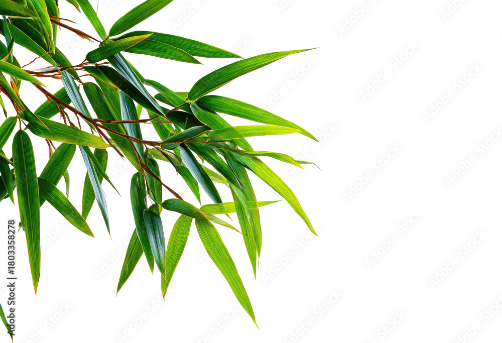 Fototapeta premium Vibrant green bamboo leaves gracefully arch against a stark black backdrop