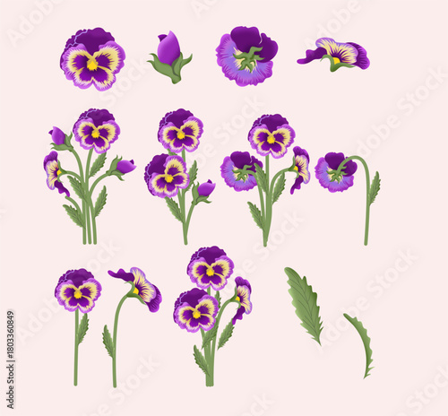 Collection of Purple and Yellow Pansy Flower Elements