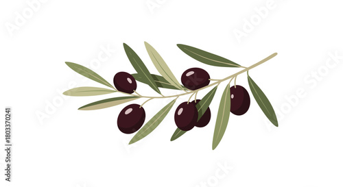 A branch of ripe olives with green leaves is depicted on a white background.  
