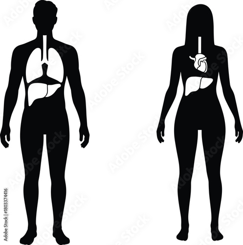 Human anatomy silhouette, male and female organs, internal body structure, lungs, heart, liver, stomach, trachea, medical illustration, comparison