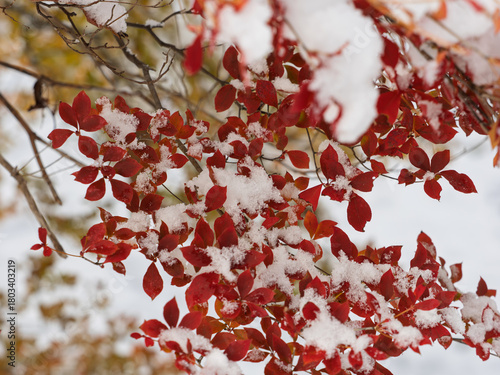 秋の記憶、冬の気配
