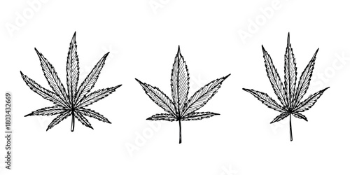 Set of hand drawn cannabis leaf Medicine marijuana Hemp leaves clipart in doodle style Single element for print, web, design, decor