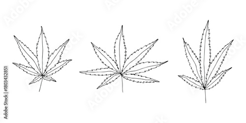 Set of hand drawn cannabis leaf Medicine marijuana Hemp leaves clipart in doodle style Single element for print, web, design, decor