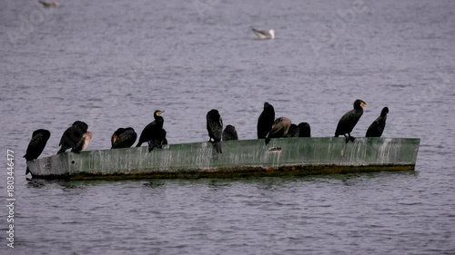 A group of cormorants rests on a small boat floating in the lake.