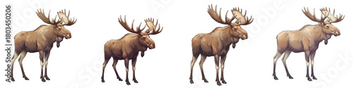 Wallpaper Mural Set of isolated moose in different poses on white background   Torontodigital.ca