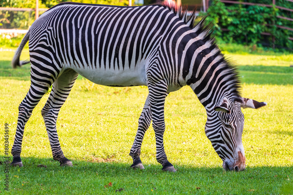 Fototapeta premium Grevy's zebra, lat Equus grevyi, also known as the imperial zebra eats green grass.