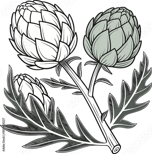Three artichokes, the main subjects, are arranged in a stylized, artistic illustration on a white background. The central artichoke is positioned upright, flanked by two others, one on each side, slig