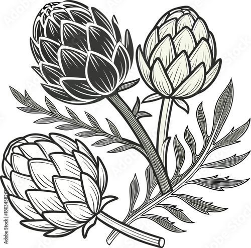 Three artichokes, the main subjects, are arranged in a stylized, artistic illustration on a white background. The central artichoke is positioned upright, flanked by two others, one on each side, slig