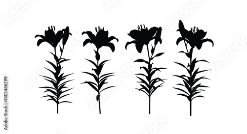 Silhouette of four lilies in a row