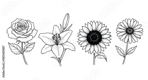 Collection of hand drawn flowers, rose, lily, sunflower
