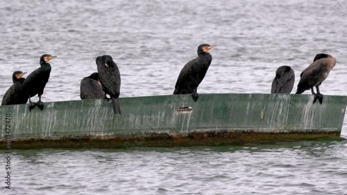 A group of cormorants rests on a small boat floating in the lake.
