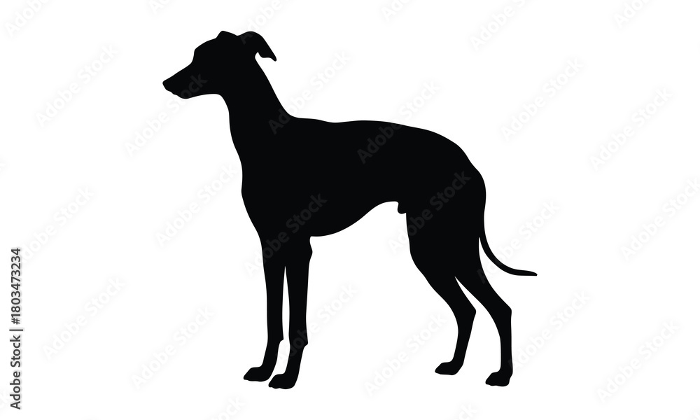 Obraz premium Elegant greyhound dog silhouette with adobe illustrator icon