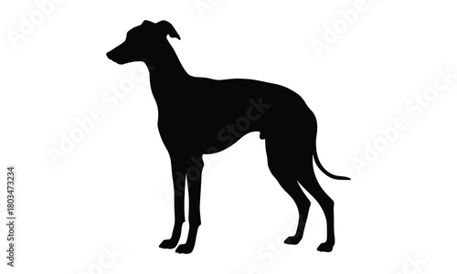Elegant greyhound dog silhouette with adobe illustrator icon