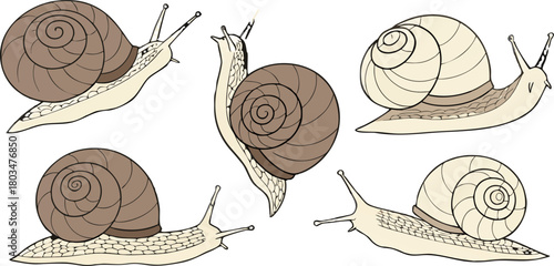 A collection of detailed illustrations of snails on a transparent background. The snails are depicted in various poses and perspectives, showing a range of views including profile, three-quarter, and 