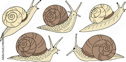A collection of detailed illustrations of snails on a transparent background. The snails are depicted in various poses and perspectives, showing a range of views including profile, three-quarter, and 