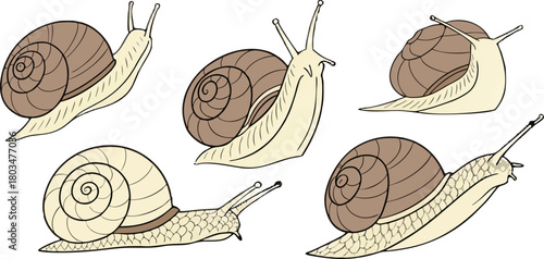 A collection of detailed illustrations of snails on a transparent background. The snails are depicted in various poses and perspectives, showing a range of views including profile, three-quarter, and 