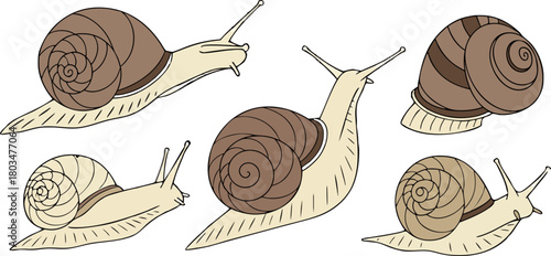 A collection of detailed illustrations of snails on a transparent background. The snails are depicted in various poses and perspectives, showing a range of views including profile, three-quarter, and 