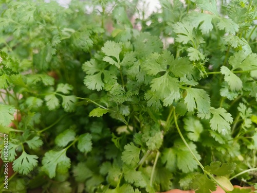 Close-Up of Fresh Cilantro Herb
