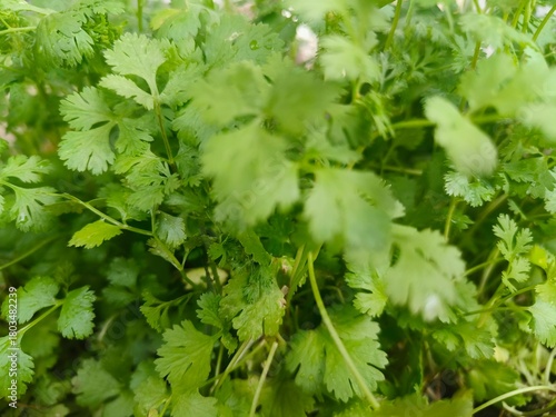 Close-Up of Fresh Cilantro Herb