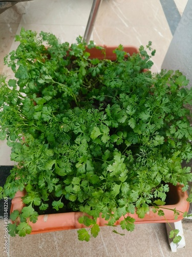 Close-Up of Fresh Cilantro Herb