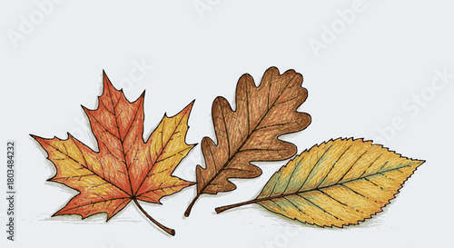 A vibrant collection of hand-drawn autumn leaves showcasing the beautiful colors of fall, perfect for seasonal designs and natural themes.