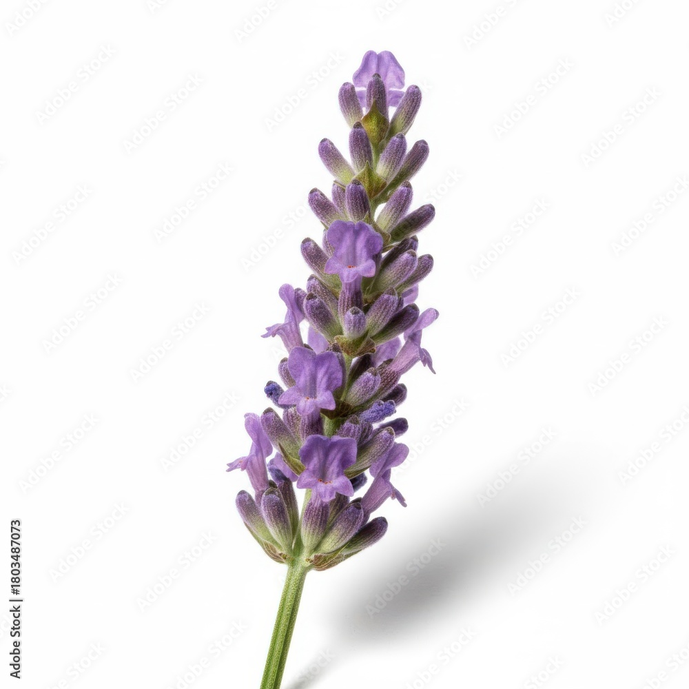 Obraz premium Close-up of a beautiful blue hyacinth flower and its purple blossom on a clean white background