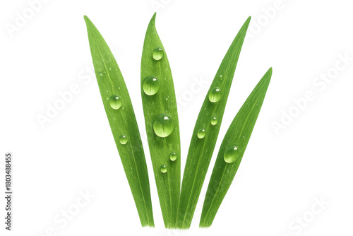 Green grass blades with clear water drops, fresh morning dew on vibrant foliage, transparent background