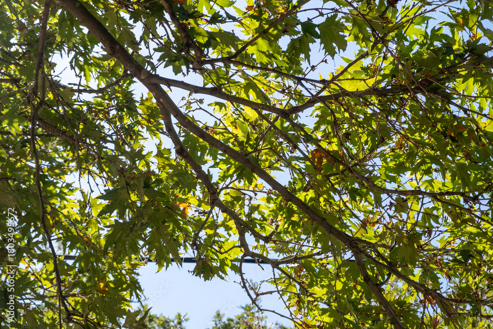 Fototapeta premium Sunlit green tree canopy upon bright afternoon, branches and leaves forming the calm natural pattern