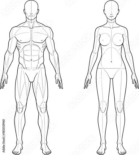 Male and female figure, fashion croquis, man woman, technical drawing, muscular body, anatomy guide, vector, line art, template, illustration.