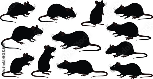 Collection of black rat silhouettes in diverse standing, sitting, and walking poses, detailed rodent vector illustration for wildlife artwork, pest control designs, creative projects