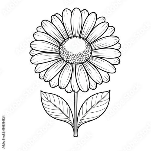 white sunflower flower on black background - kdp coloring page to color.