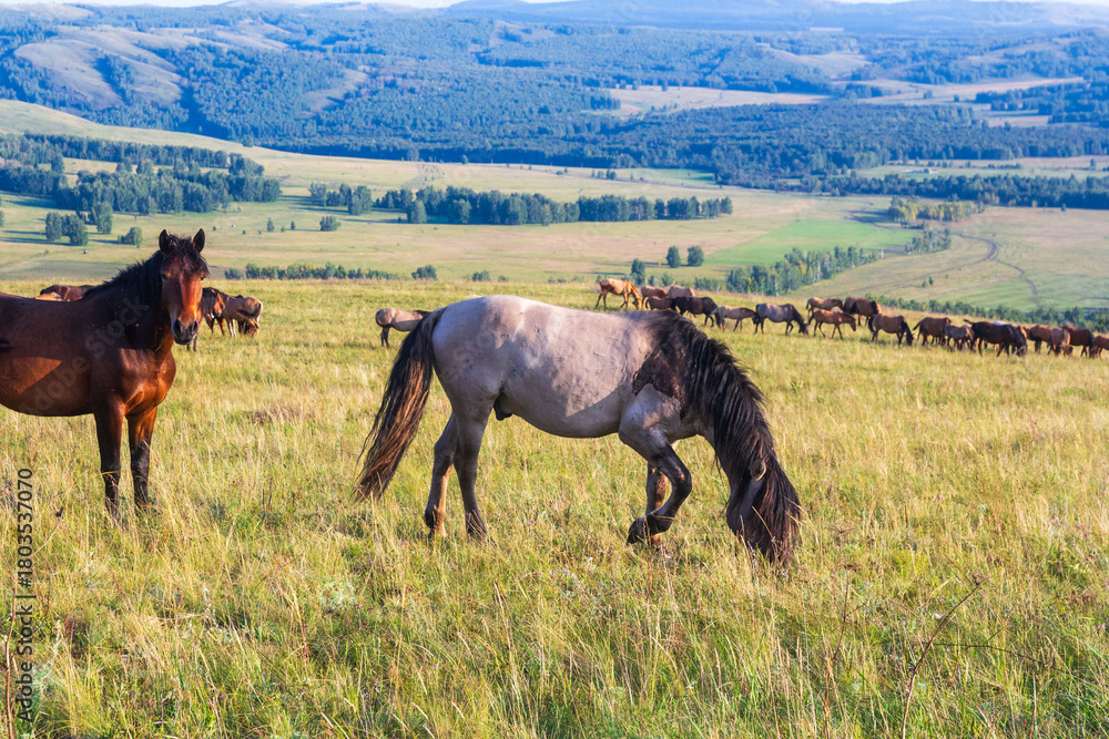 Obraz premium A herd of horses grazes on the slopes of the Ural Mountains on a summer day