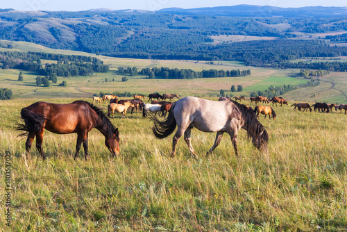 A herd of horses grazes on the slopes of the Ural Mountains on a summer day