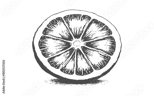 Vintage sliced orange illustration with engraved details for design