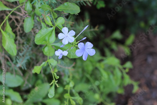 Vászonkép Close-up of beautiful blue plumbago flowers blooming in a garden