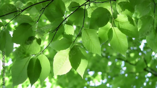 Vibrant green leaves flutter gently in the bright sunlight filtering through trees.