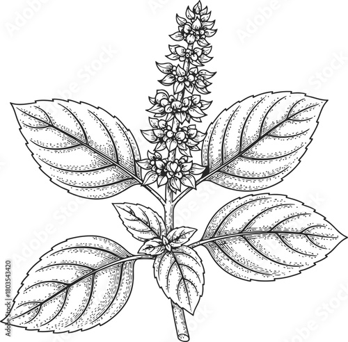 Basil plant botanical outline drawing with leaves and flower spike for culinary use