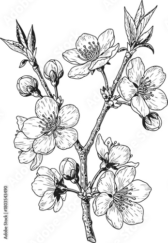 Botanical drawing of a flowering branch with delicate petals and unopened buds.