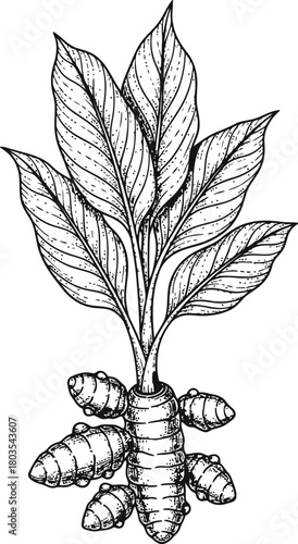 Botanical illustration of a root crop plant with leaves and underground rhizomes